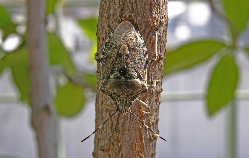 Rhaphigaster nebulosa (Heteroptera, Pentatomidae)